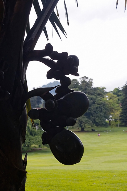 Kandy-Botanical garden-002